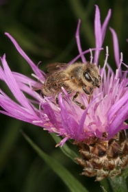 Honigbiene auf einer Wiesen-Flockenblume